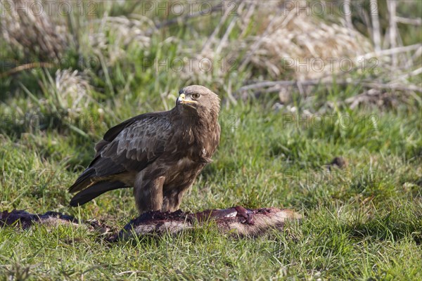 Lesser spotted eagle, Aquila pomarina, lesser spotted eagle