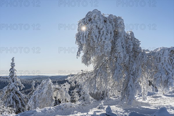 Icy tree sculptures on the Hornisgrinde