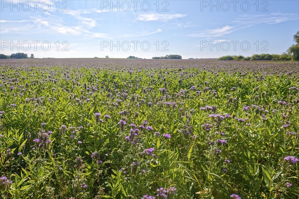Field meadow with phacelia (bee pasture, bee friend, tufted beauty or tufted flower) in the midday