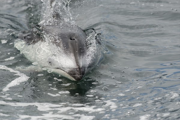 A white-striped dolphin breaks through the surface of the water to catch its breath