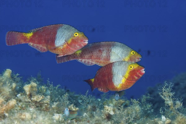 Sea parrot female, Sparisoma cretense, island Vis, Mediterranean Sea, Croatia, Europe