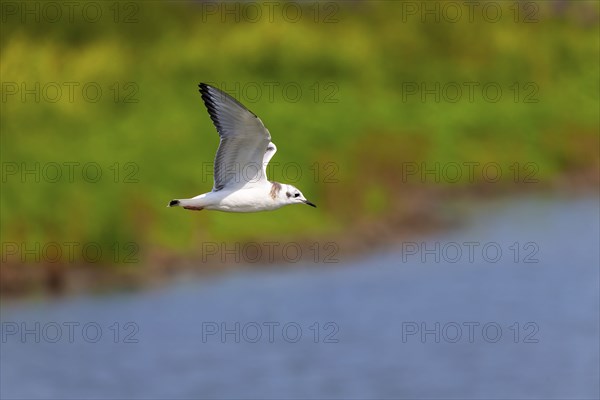 Nature scene from lake Michigan
