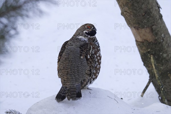 Hazel grouse, male, Tetrastes bonasia, Syn. Bonasa bonasia, hazel grouse, male
