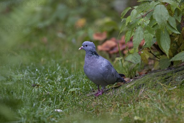 Stock Dove, Columba oenas, Stock Dove