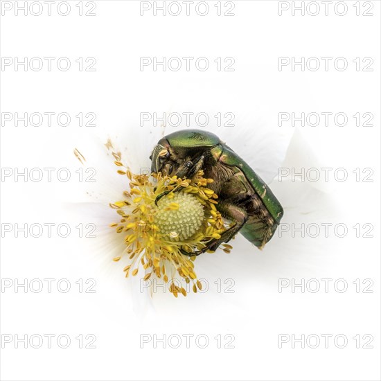 Rose chafer on a white flower feeding in front of a white background