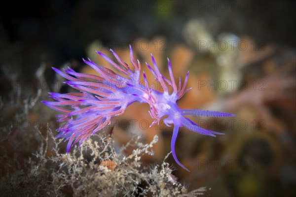 Purple thread snail, Flabellina affinis, Vis Island, Mediterranean Sea, Croatia, Europe