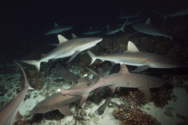 Grey reef sharks hunting at night, Carcharhinus amblyrhynchos, Fakarava, Tuamotu Archipelago,