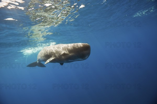 Sperm whale, Physeter catodon, Lesser Antilles, Caribbean, Dominica, Central America