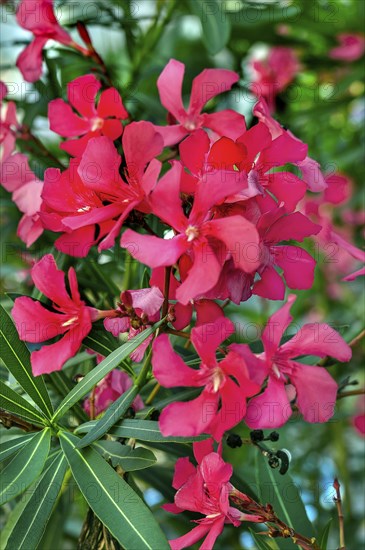 Red oleander (Nerium oleander) Allgäu, Bavaria, Germany, Europe