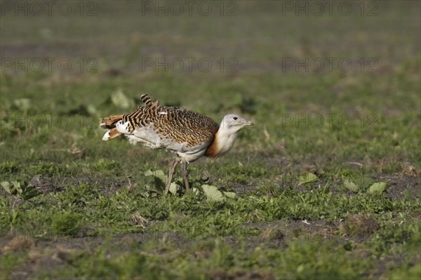 Great bustard, Otis tarda, great bustard