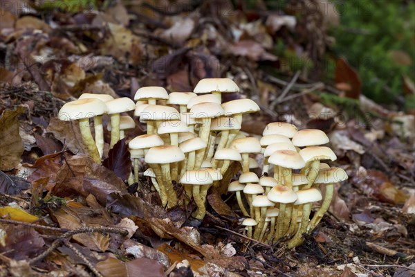 Sulphur head, Hypholoma