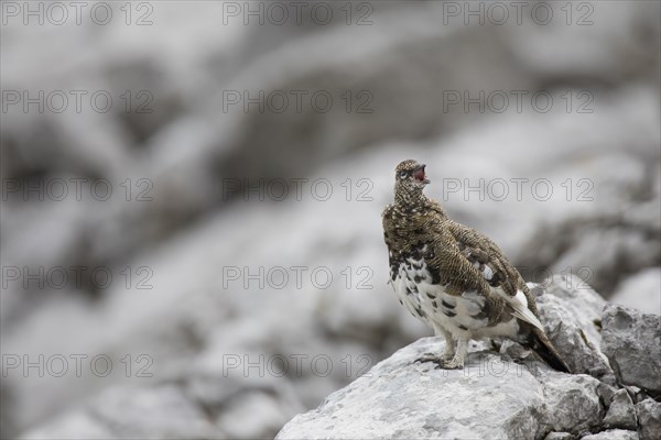 Rock ptarmigan, Lagopus muta
