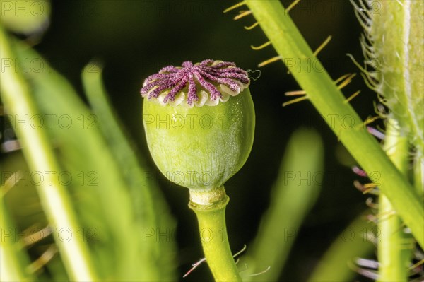 Green poppy seed capsule full of seeds