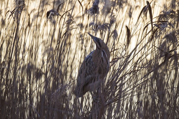 Bittern, Botaurus stellaris, Eurasian bittern