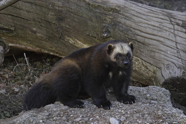 Wolverine, Gulo gulo, wolverine