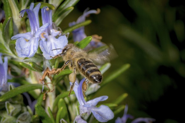 Honey bee flying towards a rosemary flower in spring, in front of a blurred background