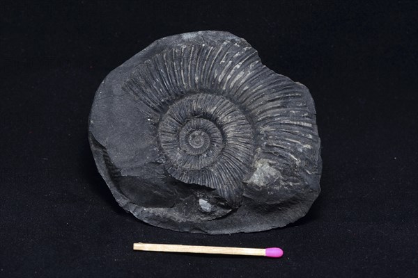 An ammonite fossil on black background