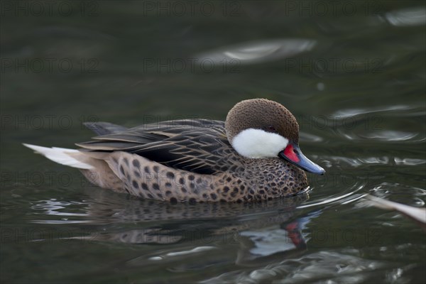 Bahamaente, Weibchen, Anas bahamensis, white-cheeked pintail, female