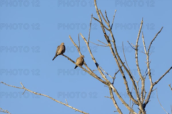 The mourning dove (Zenaida macroura) also known as the American mourning dove, the rain dove, and