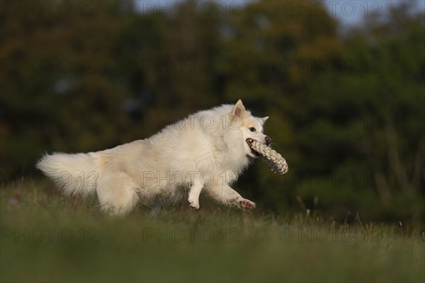 Prey caught