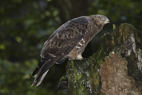 Honey buzzard, Pernis apivorus, European honey buzzard