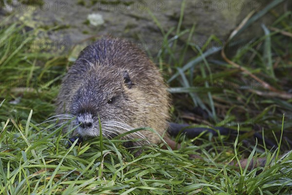 Nutria, Myocastor coypus, coypu