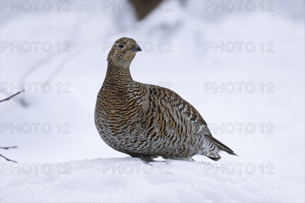 Black grouse, female, Lyrurus tetrix, Syn.: Tetrao tetrix, black grouse, female