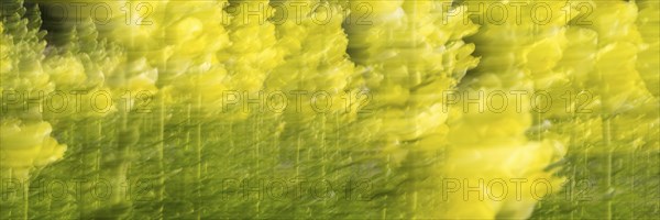 Snapdragon wiping picture