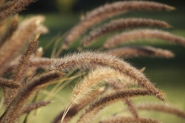 Pennisetum, purple ornamental grasses highlighted by the light of the golden hour against a green