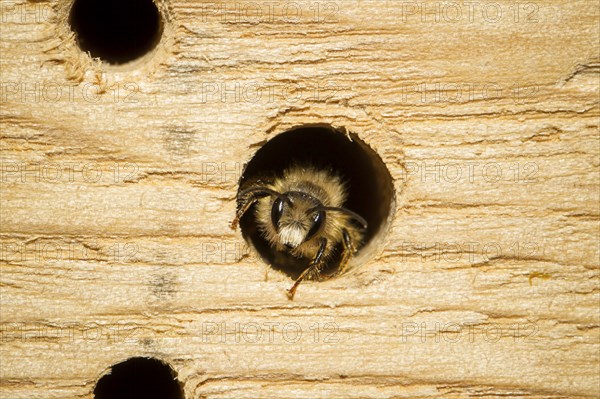 Red mason bee, Osmia bicornis, red mason bee