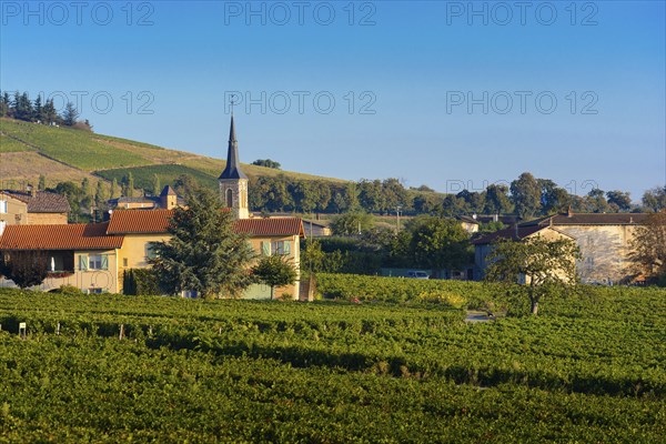 Village of Odenas at sunrise, Beaujolais land, France, Europe