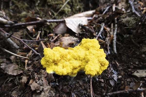 Dog vomit slime mold (Fuligo septica), witch's butter fruiting body on the forest floor, North