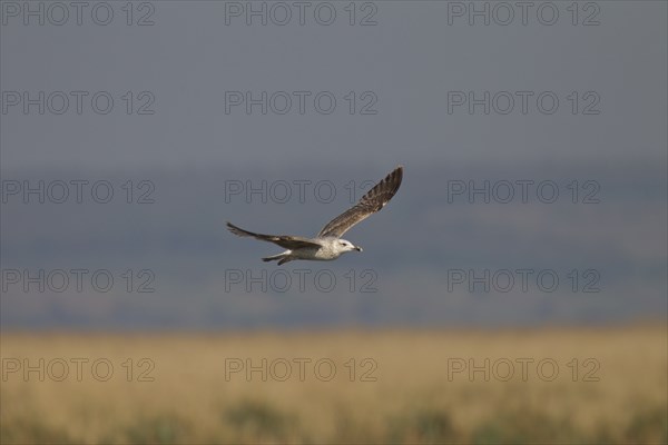 Grossmoewe, gull