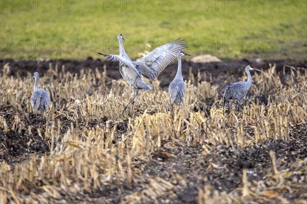 Flock of Sandhill Cranes of a field, before migrating south showing their dance creations