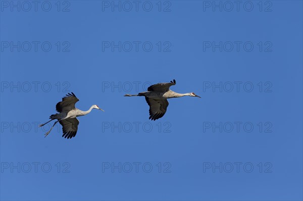 The Sandhill crane (Antigone canadensis) in flight