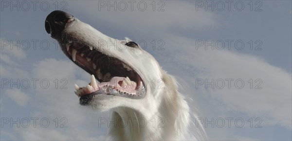 Wide angle portrait of a borzoi dog