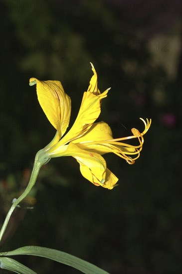 Peruvian lily, the yellow Alstromeria aurantiaca flower