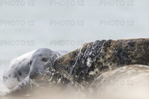 A grey seal bull stops abruptly, causing rings to form behind its head