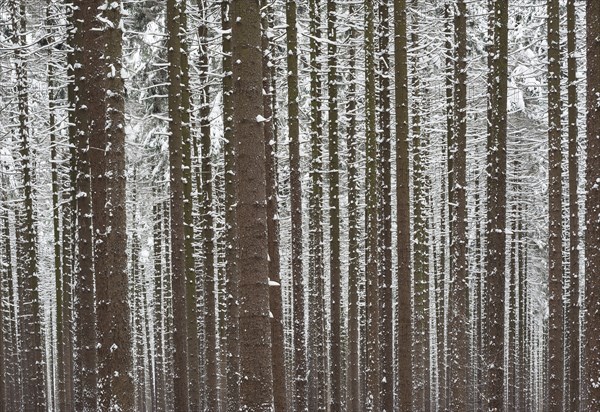 Snow-covered spruce forest