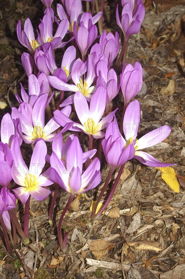 Mauve crocus flowers, probably Crocus tommasianus, from Europe