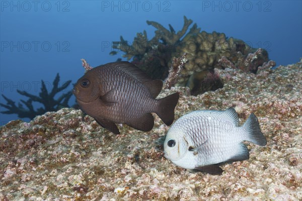 Spawning three-spotted damselfish, Dascyllus trimaculatus, Christmas Island, Australia, Asia