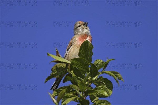 Common linnet, Carduelis cannabina, common linnet