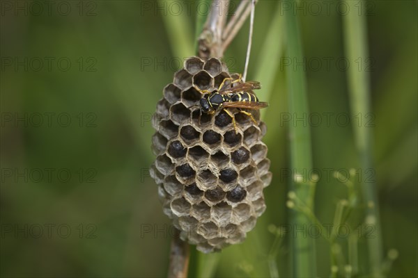 Field wasp at the nest, Polistes, wasp with nest