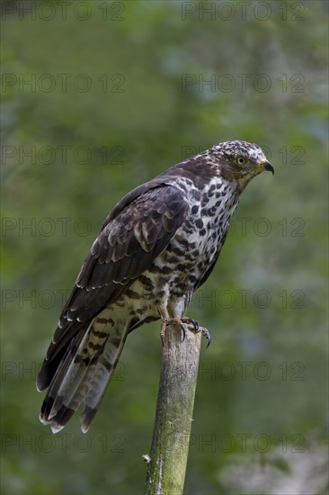 Honey buzzard, female, Pernis apivorus, European honey buzzard, female