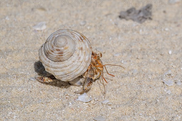 Hermit crab (Dardanus calidus), private island, bird island, privileged, ecological, adventure,
