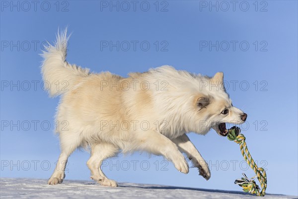 Rope games, Icelandic dog in winter landscape