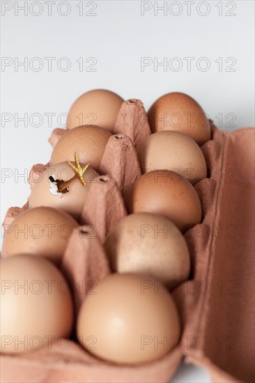 Hatching chick frees itself from the egg