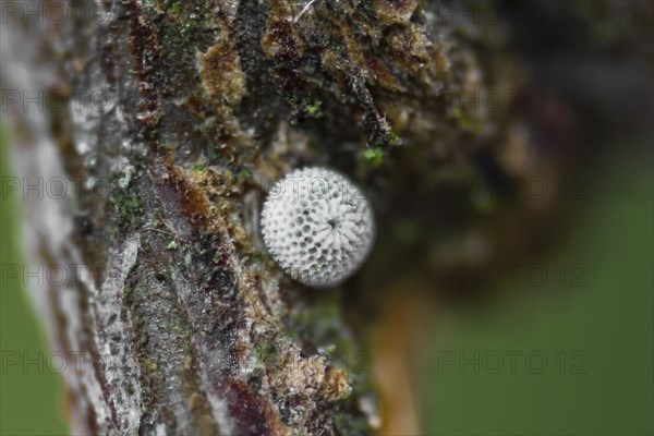 Kidney Spotted Fritillary, egg, Thecla betulae, brown hairstreak, egg