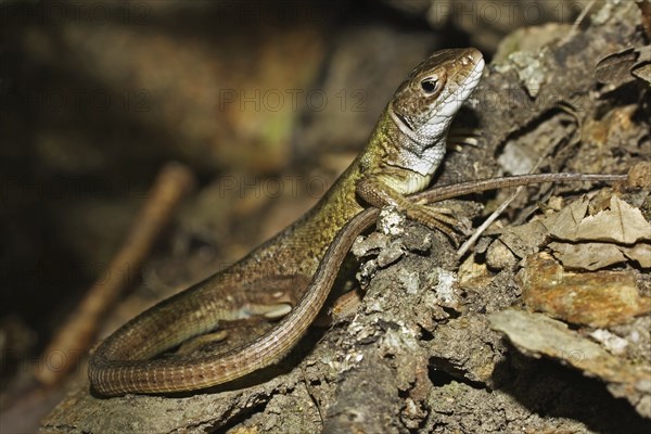 Green lizard, Lacerta viridis, European green lizard