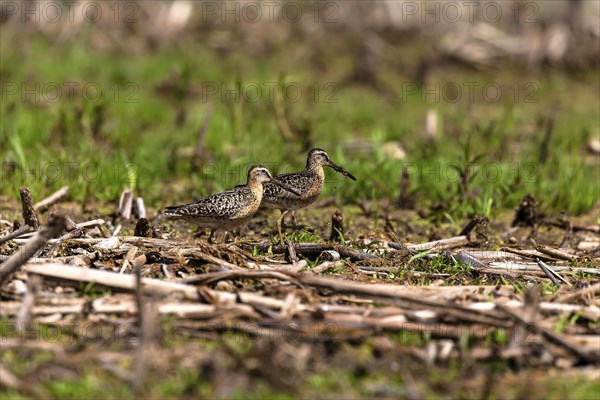 The short-billed dowitcher (Limnodromus griseus), shorebird in the marsh. Adult birds in summer